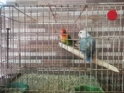 Lovebirds Breeder Pair