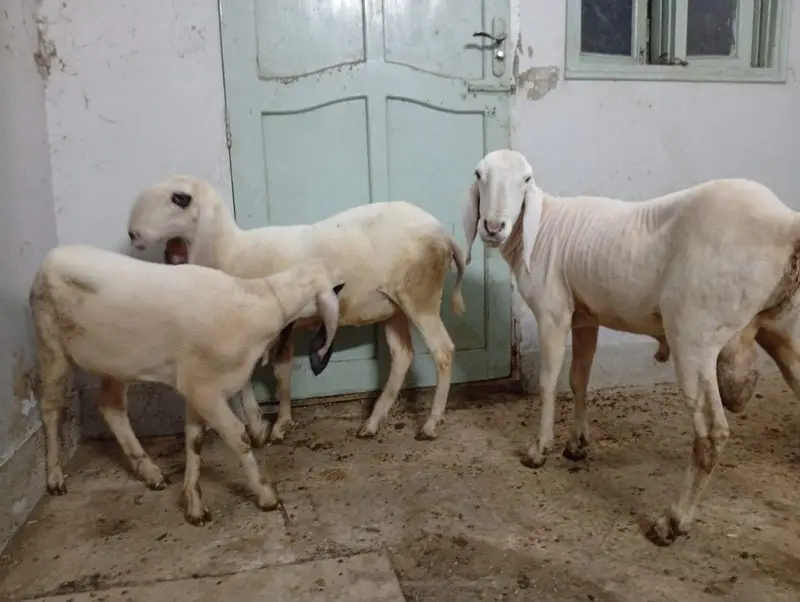 larkana cross dumba — photo 3