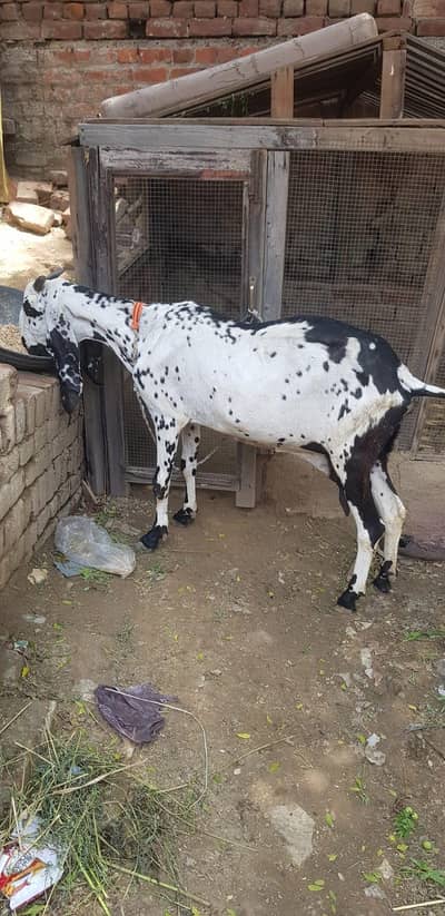 Desi Beetal