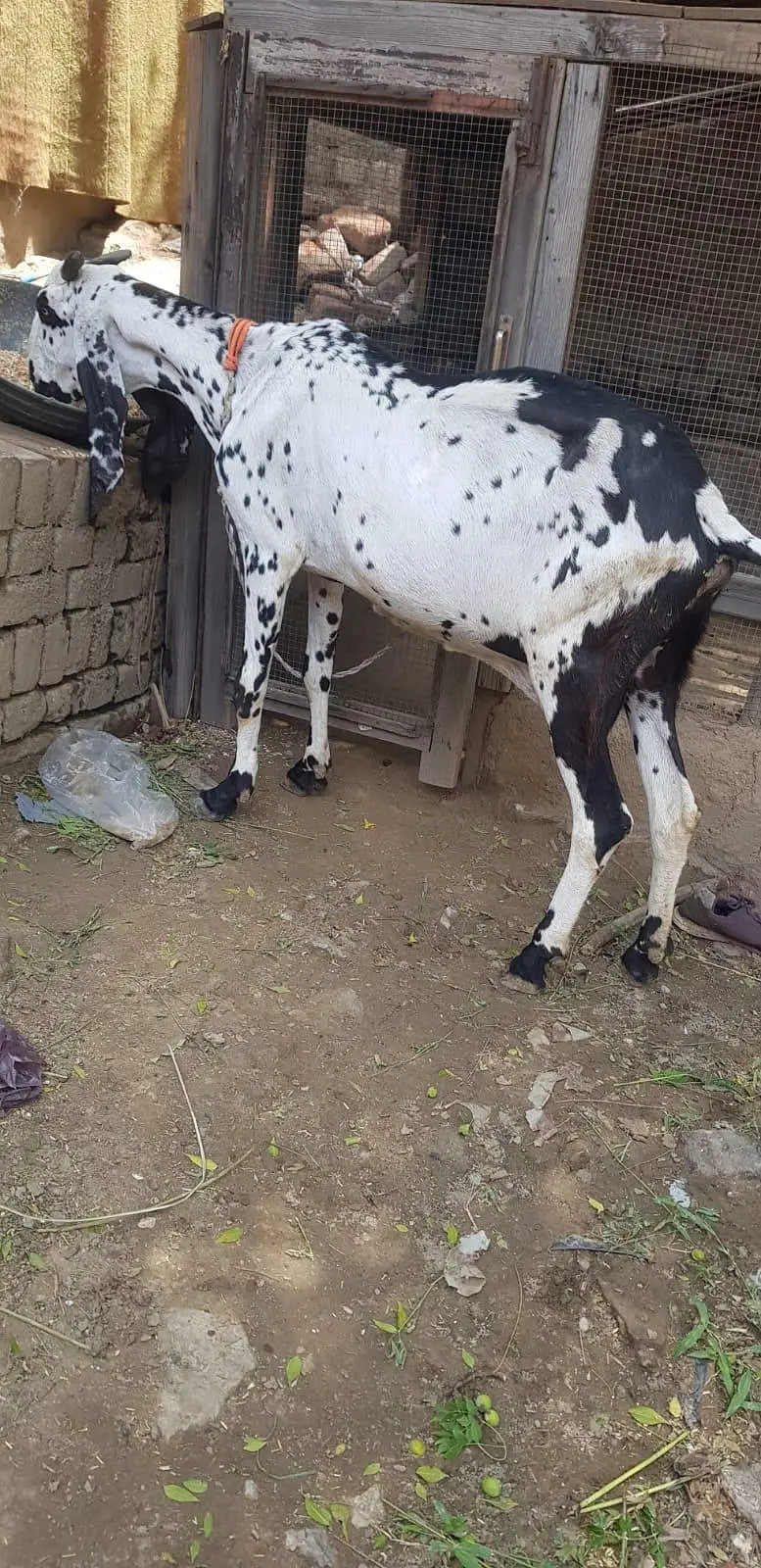 Desi Beetal — photo 3