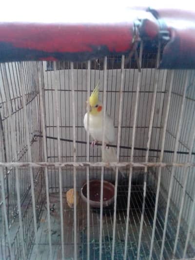 Cockatiel parrot for sale