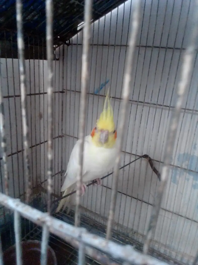 Cockatiel parrot for sale — photo 2