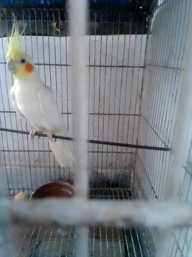 Cockatiel parrot for sale — photo 3