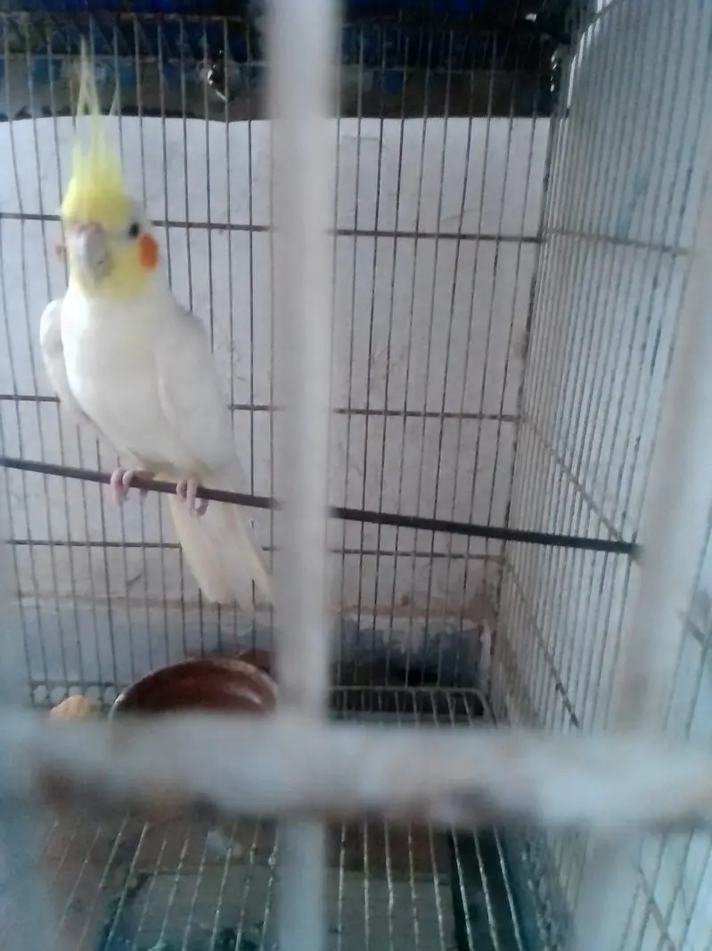Cockatiel parrot for sale — photo 4