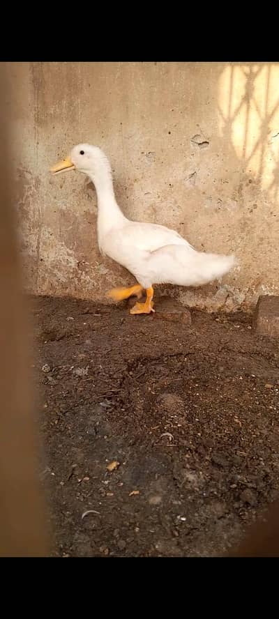 expected male duck avl