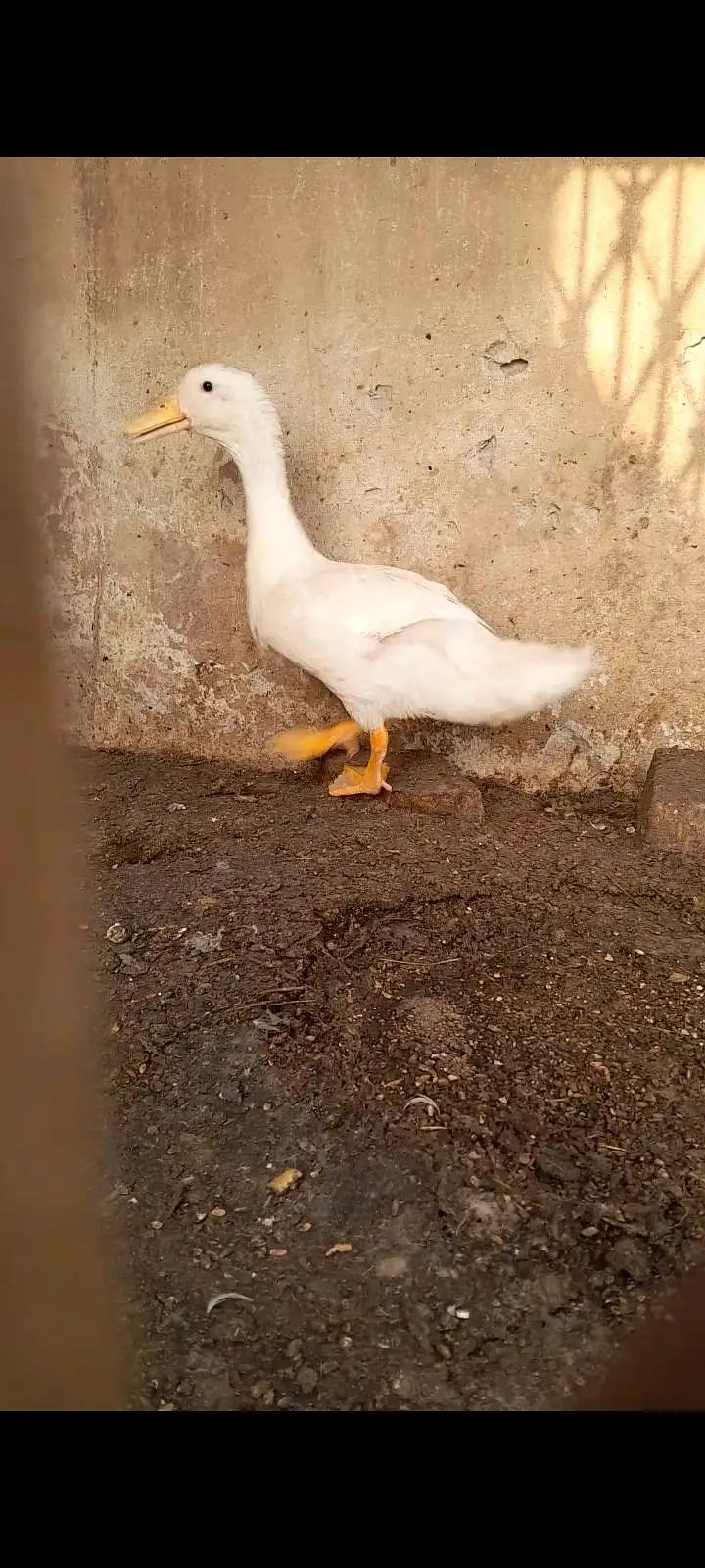 expected male duck avl