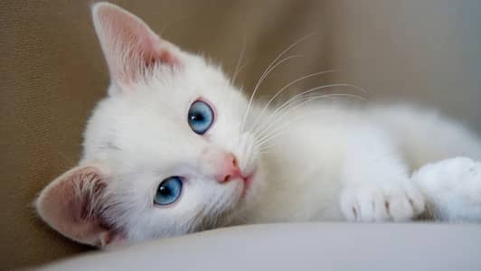 Persian Cats For Sale