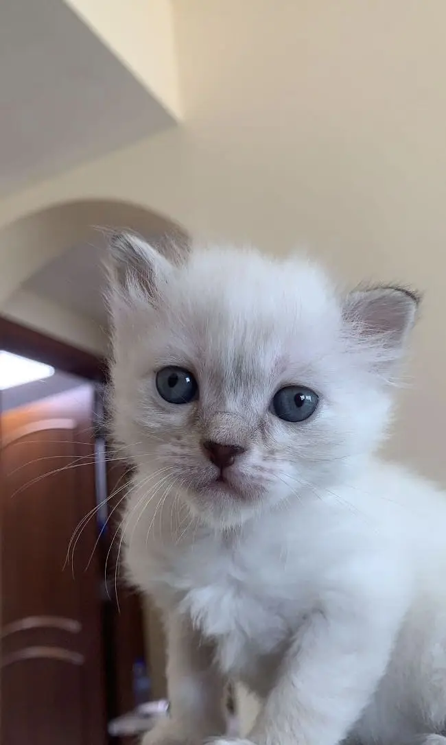 Persian Cats For Sale — photo 3