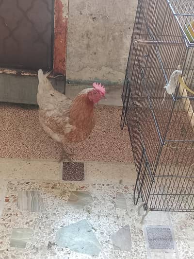 Desi Murgi For Sale