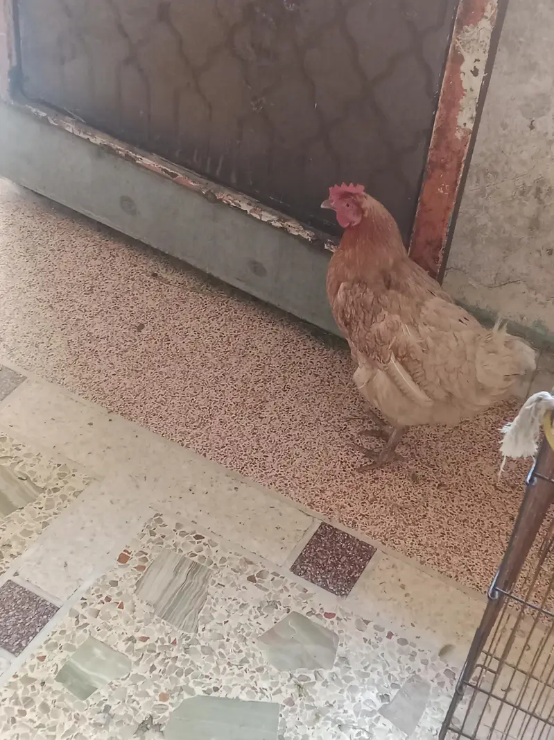 Desi Murgi For Sale — photo 3