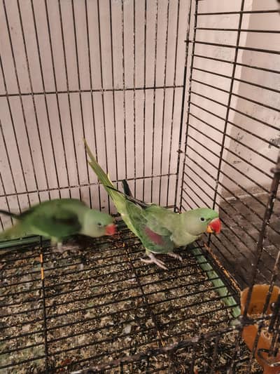 Raw parrot