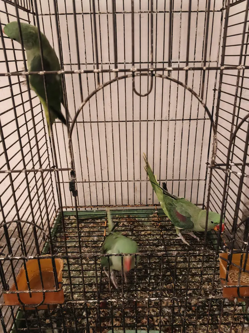 Raw parrot — photo 2