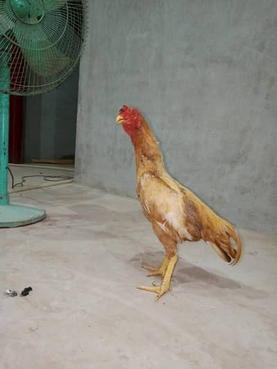 مرغا ہیں