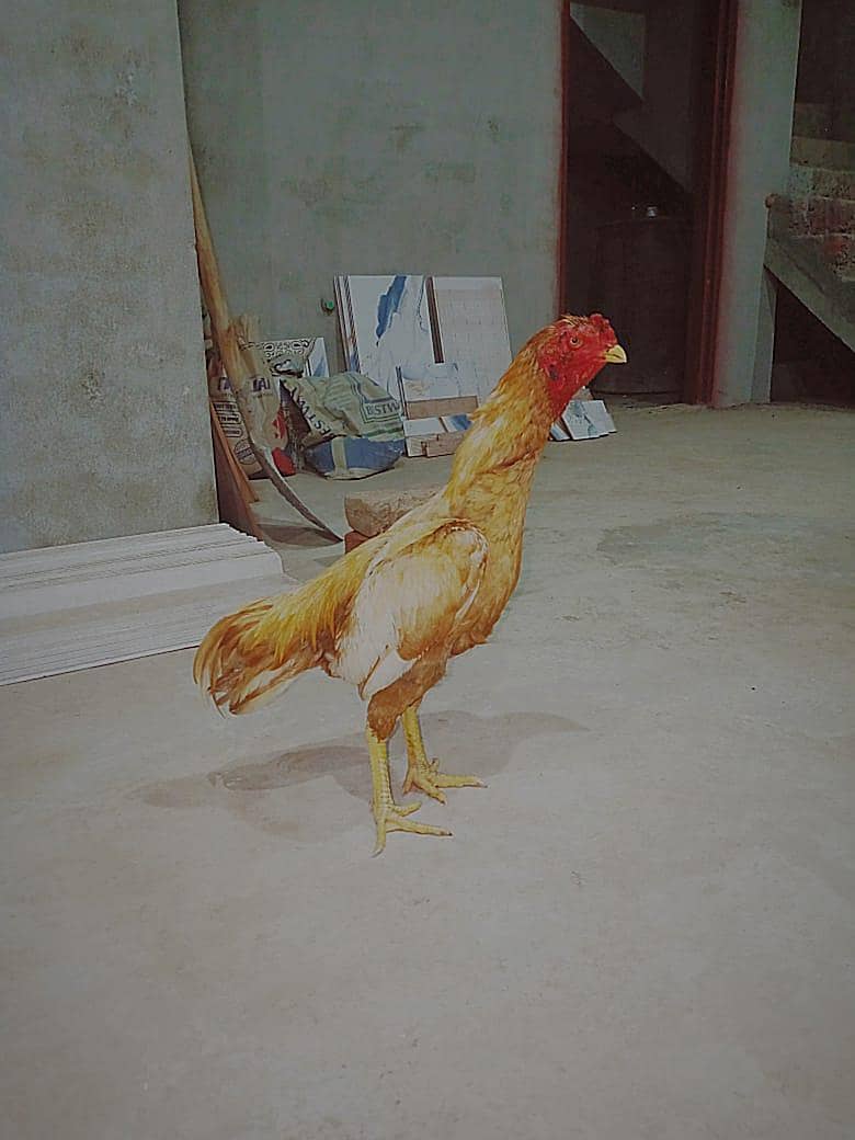مرغا ہیں 1