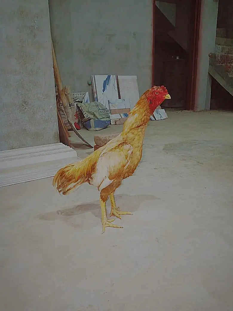 مرغا ہیں — photo 2
