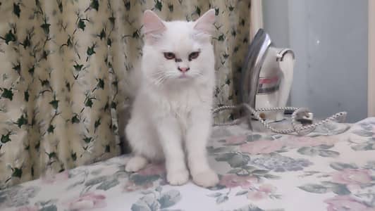 I want to sell my male cat