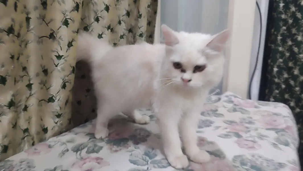 I want to sell my male cat — photo 2