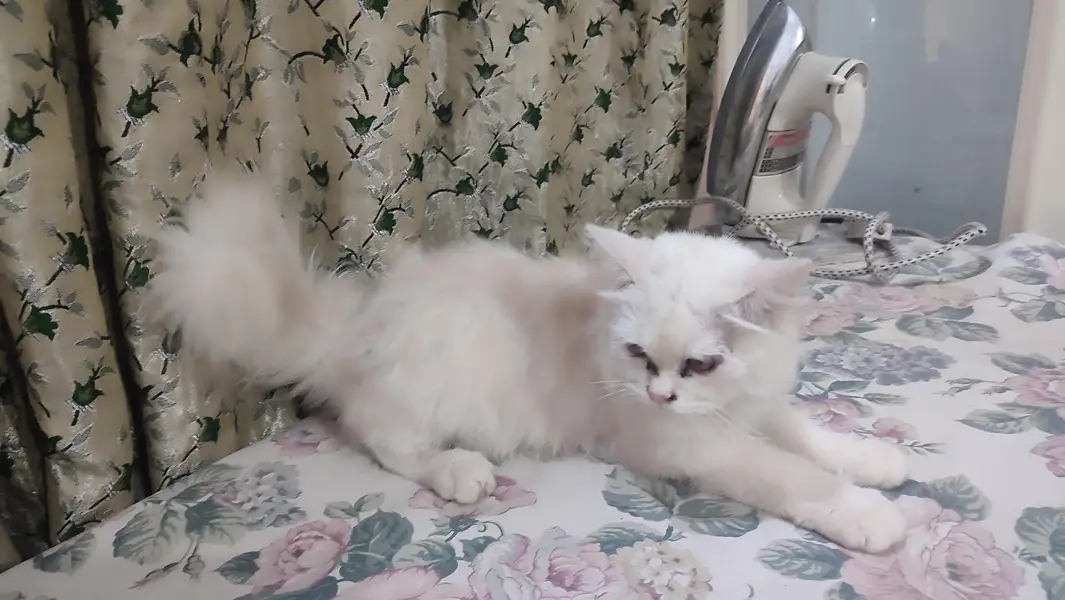 I want to sell my male cat — photo 3