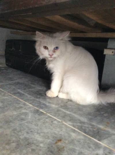 persian cat