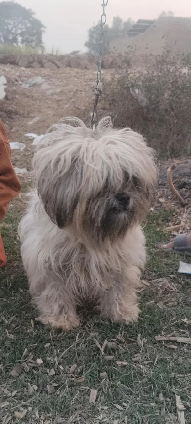 poodle — photo 2