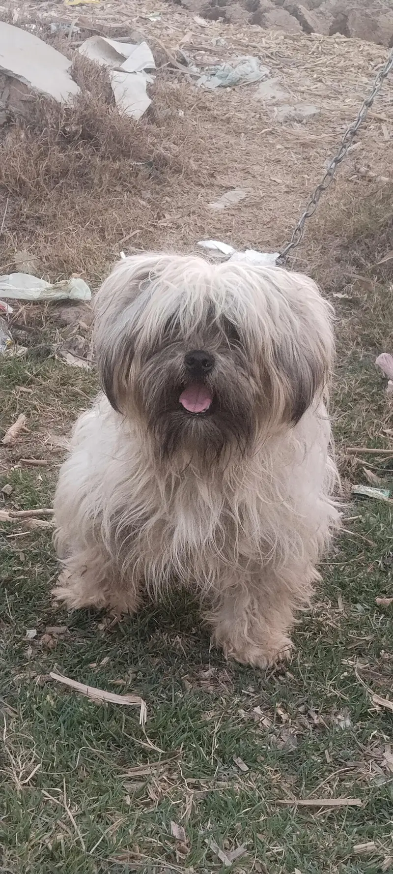poodle — photo 3
