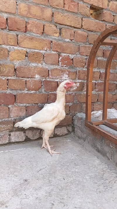 good breeding