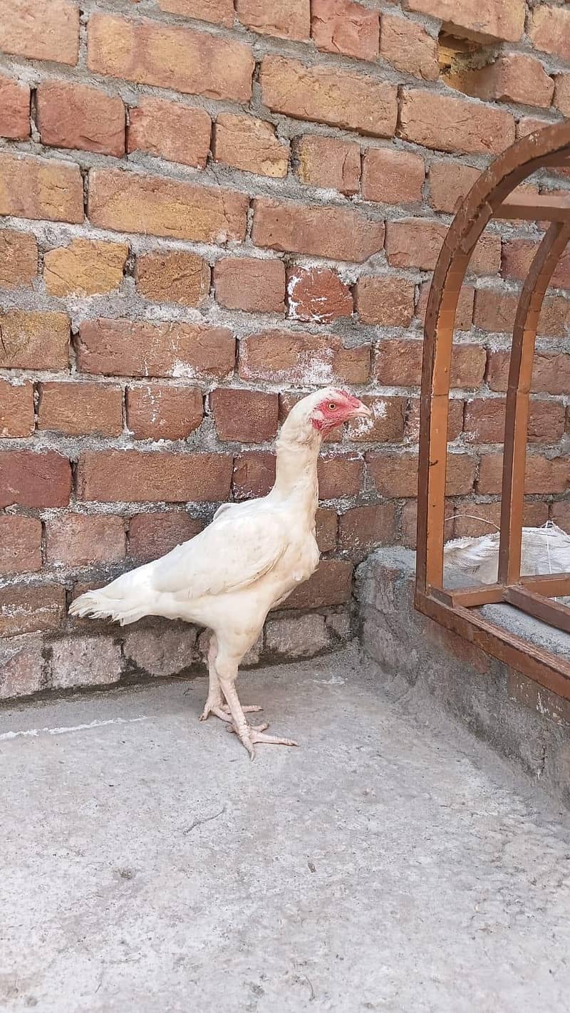good breeding 0