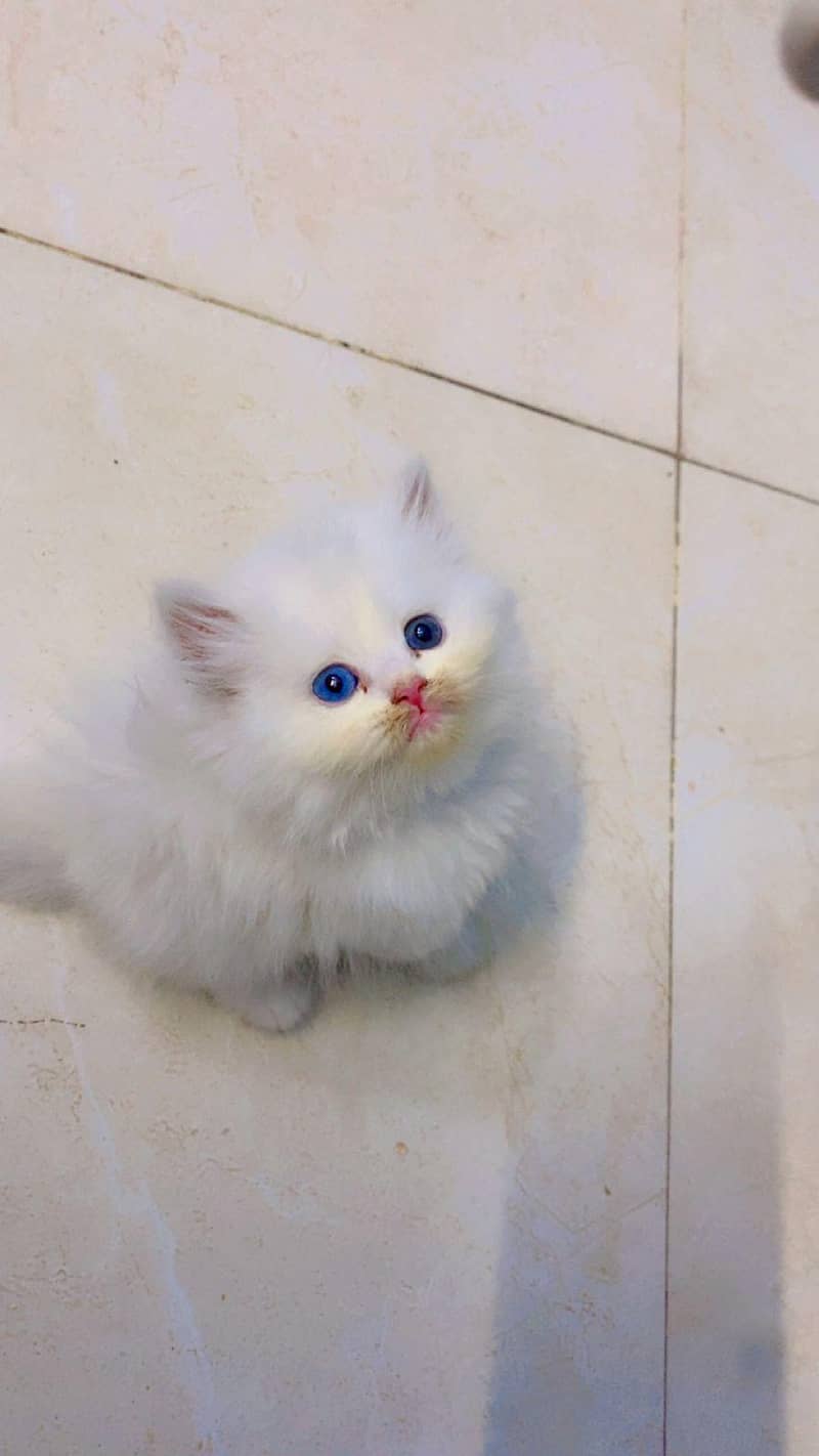 Kitten pair 1