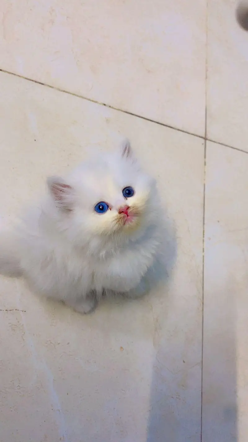 Kitten pair — photo 2