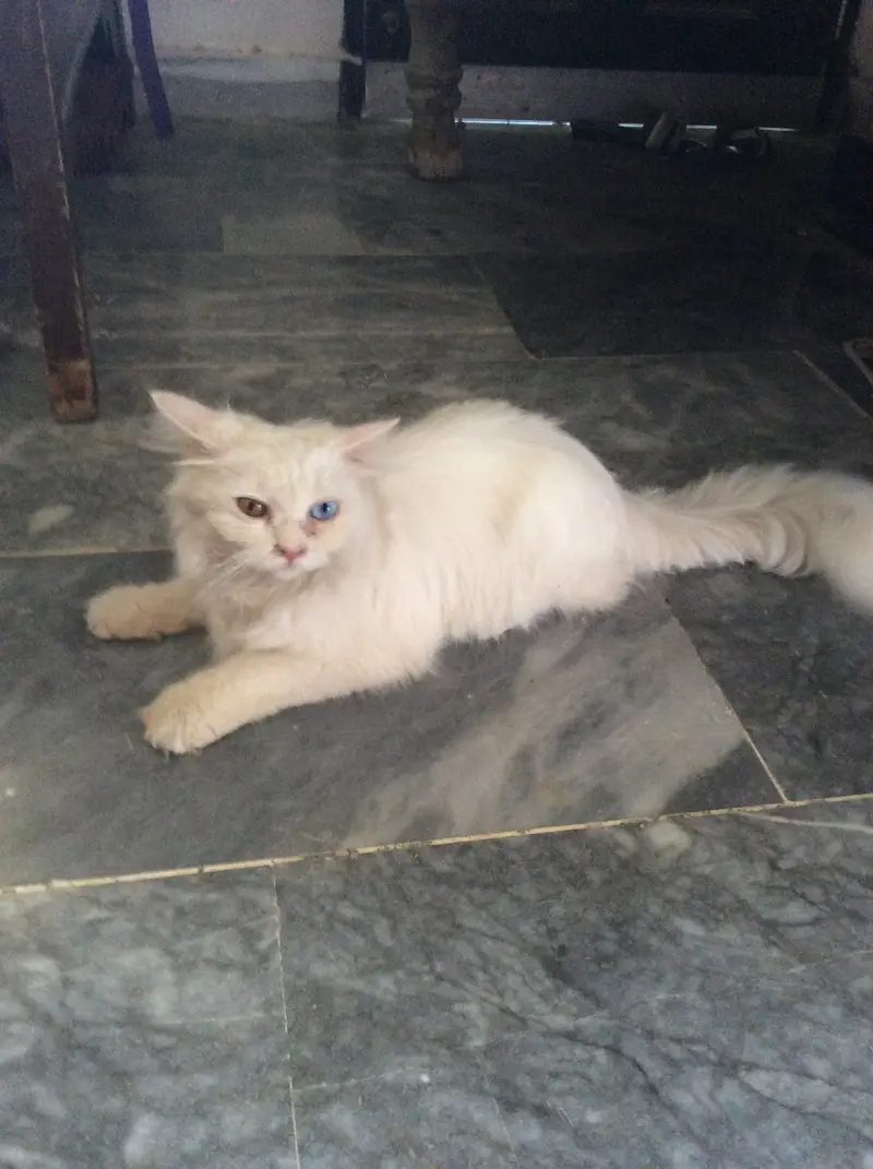 persian cat — photo 2