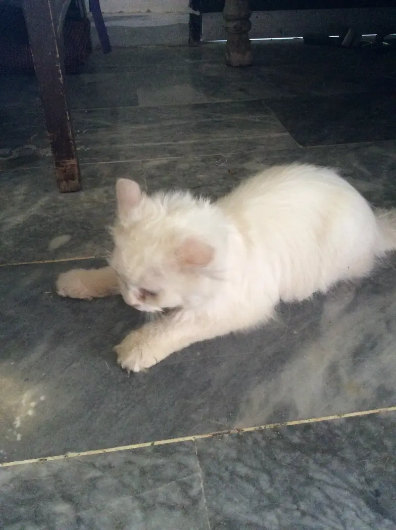 persian cat — photo 3