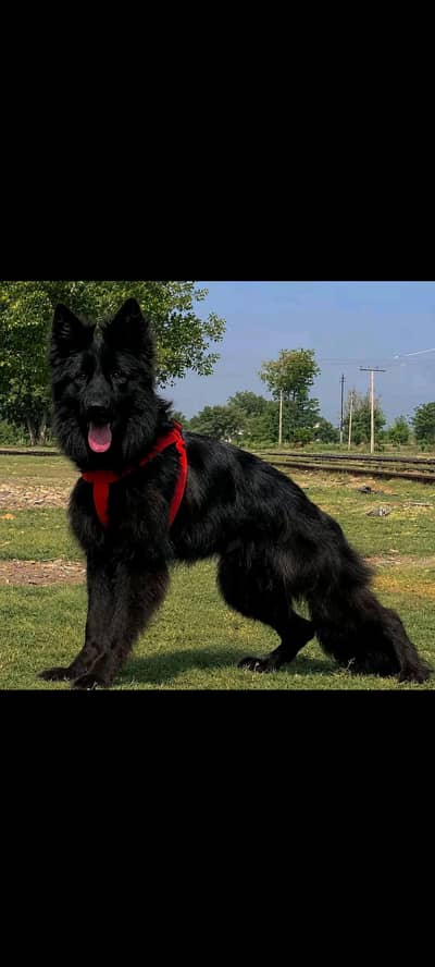 German Shepherd long coat black female imported class