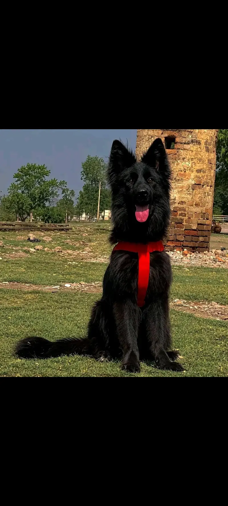 German Shepherd long coat black female imported class — photo 2