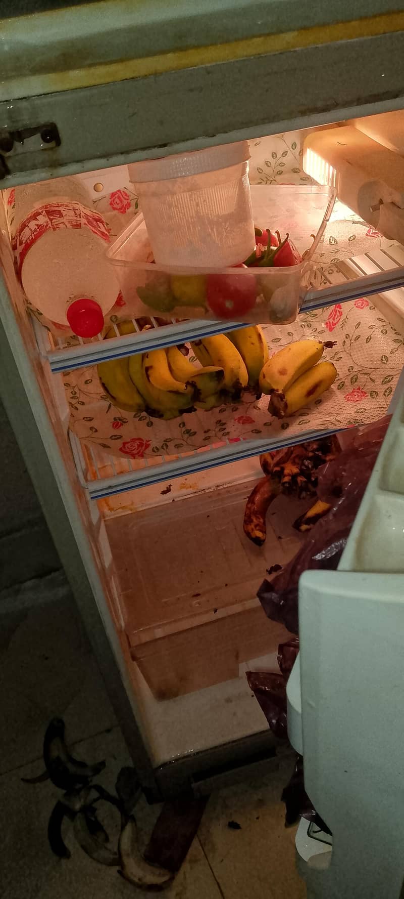frige 2