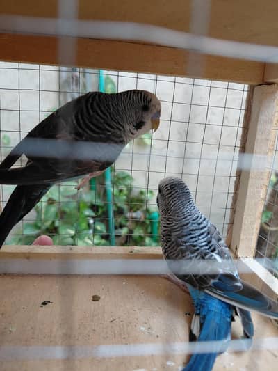 Black wing budgies. 03244082978. +92 327 4801497