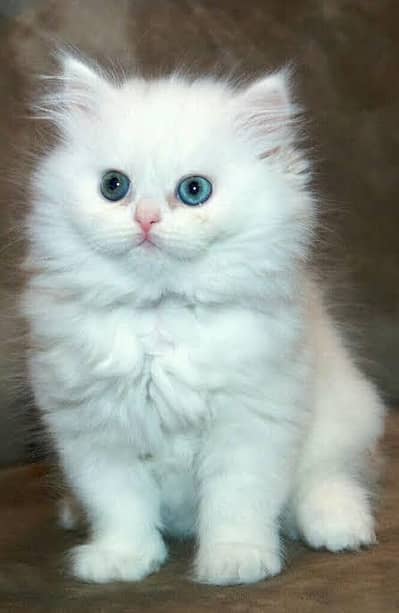 Blue-Eyed Triple Coated Persian Kitten Available!
