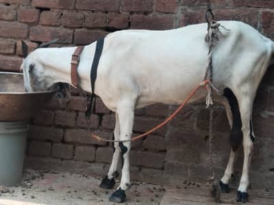 Desi Bakri with 2 baby for sale. 0310-7286943