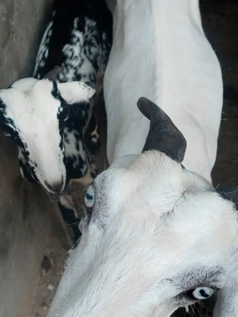Desi Bakri with 2 baby for sale. 0310-7286943 — photo 2