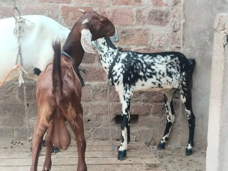 Desi Bakri with 2 baby for sale. 0310-7286943 — photo 3