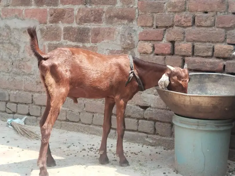 Desi Bakri with 2 baby for sale. 0310-7286943 — photo 4