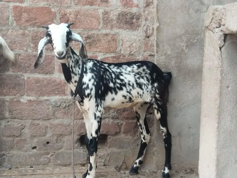 Desi Bakri with 2 baby for sale. 0310-7286943 — photo 5