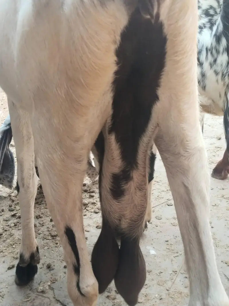 Desi Bakri with 2 baby for sale. 0310-7286943 — photo 6