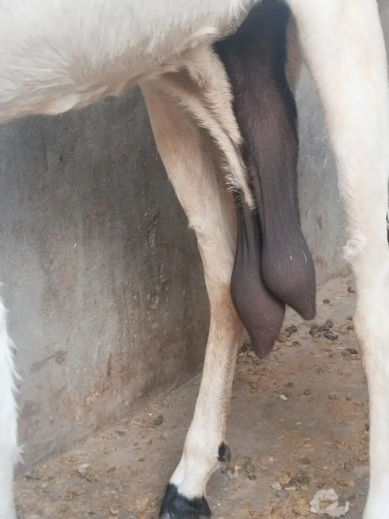Desi Bakri with 2 baby for sale. 0310-7286943 — photo 7