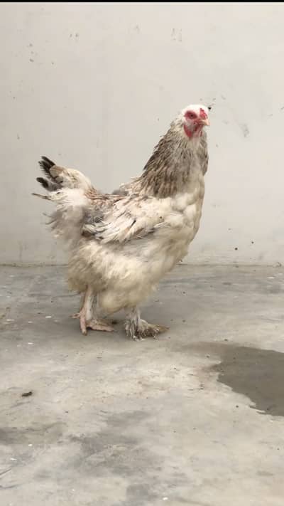 Salmon brahma female