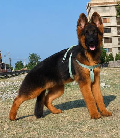 German Shepherd Puppy for Sale – Healthy & Active