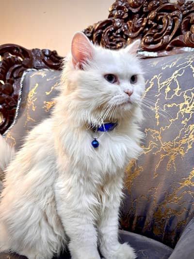 Beautiful White Male Persian Cat – 1 Year Old | Friendly & Playful