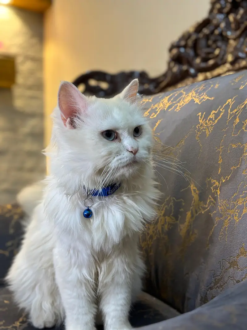 Beautiful White Male Persian Cat – 1 Year Old | Friendly & Playful — photo 2