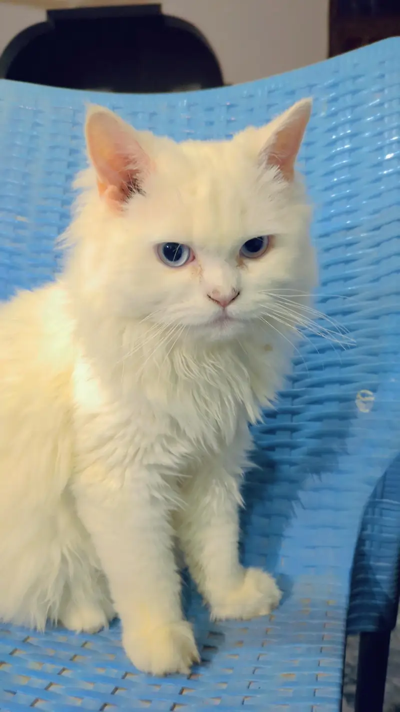 Beautiful White Male Persian Cat – 1 Year Old | Friendly & Playful — photo 3