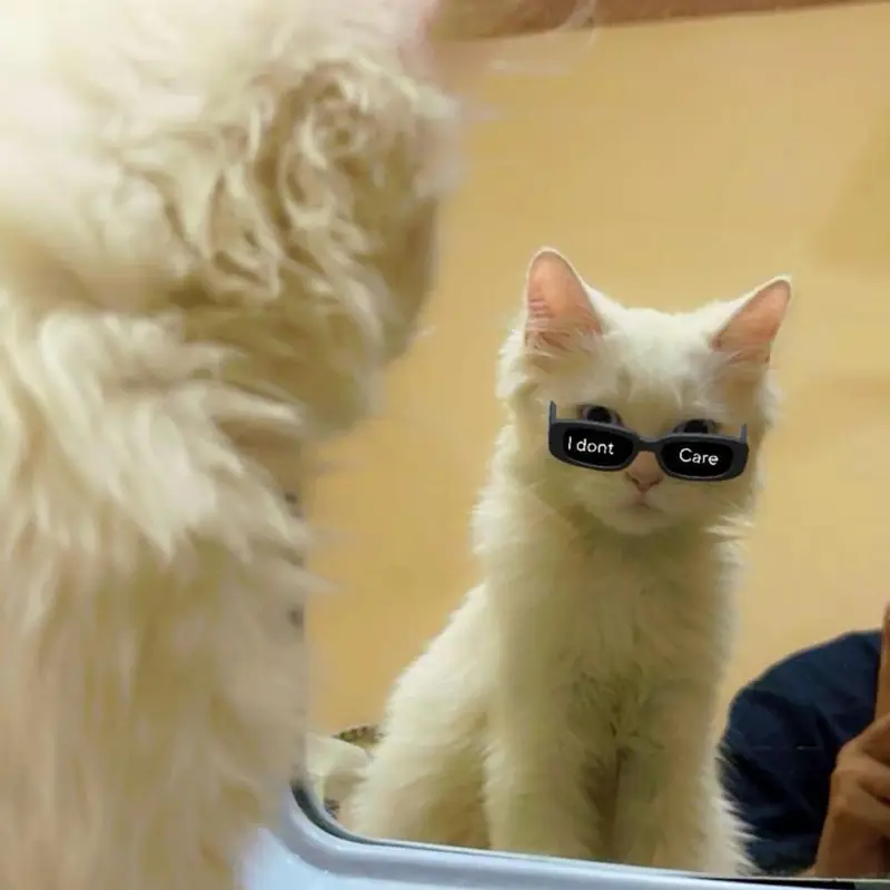 Beautiful White Male Persian Cat – 1 Year Old | Friendly & Playful — photo 4