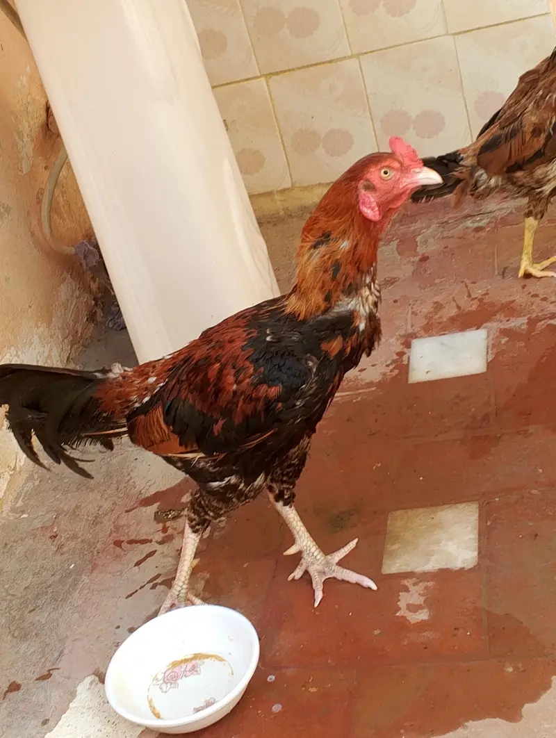 pure aseel pair for sale — photo 2